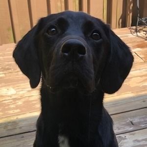 Meet your Posher, Mickey